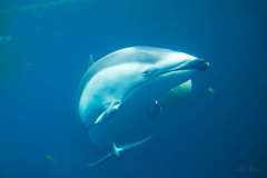 2019-07-08-Vancouver-01-Helen-the-Dolphin