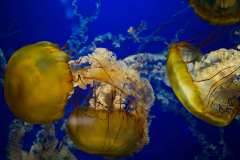 2019-07-08-Vancouver-07-Aquarium-06