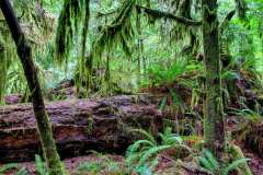 2019-07-10-Vancouver-Island-07-Mac-Millan-Provincial-Park