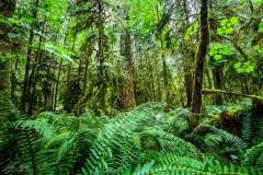 2019-07-10-Vancouver-Island-11-Mac-Millan-Provincial-Park