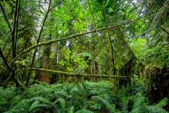 2019-07-10-Vancouver-Island-12-Mac-Millan-Provincial-Park