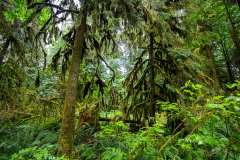 2019-07-10-Vancouver-Island-13-Mac-Millan-Provincial-Park