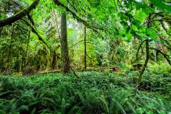 2019-07-10-Vancouver-Island-14-Mac-Millan-Provincial-Park