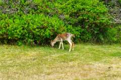 2019-07-11-Vancouver-Island-19-Ucluelet-Lighthouse-Loop-18