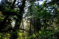 2019-07-11-Vancouver-Island-24-Ucluelet-Wild-Pacific-Trail-02