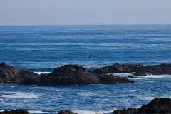 2019-07-11-Vancouver-Island-26-Ucluelet-Wild-Pacific-Trail-04-Bald-Eagel