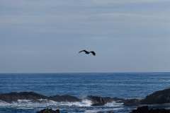 2019-07-11-Vancouver-Island-29-Ucluelet-Wild-Pacific-Trail-07-Bald-Eagle