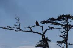 2019-07-11-Vancouver-Island-30-Ucluelet-Wild-Pacific-Trail-08-Bald-Eagle