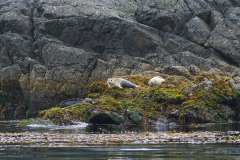 2019-07-12-Vancouver-Island-04-Tofino-Whale-Watching-04