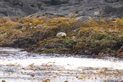 2019-07-12-Vancouver-Island-05-Tofino-Whale-Watching-05