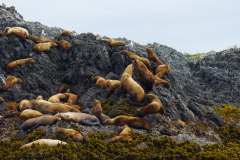 2019-07-12-Vancouver-Island-08-Tofino-Whale-Watching-08