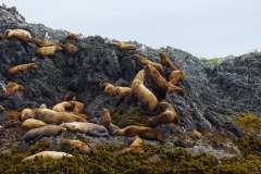 2019-07-12-Vancouver-Island-08-Tofino-Whale-Watching-08