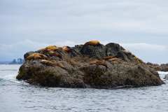 2019-07-12-Vancouver-Island-09-Tofino-Whale-Watching-09