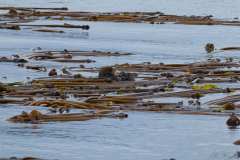 2019-07-12-Vancouver-Island-11-Tofino-Whale-Watching-11