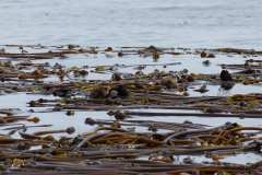 2019-07-12-Vancouver-Island-12-Tofino-Whale-Watching-12