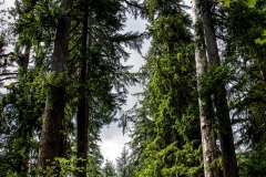 2019-07-14-Olympic-National-Park-06