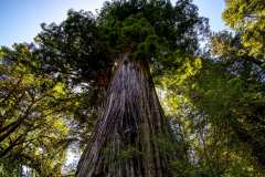 2019-07-19-Bandon-Eureka-05-Redwoods-05-The-Big-Tree