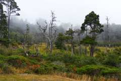 2019-07-21-Mendocino-01-Our-Backyard