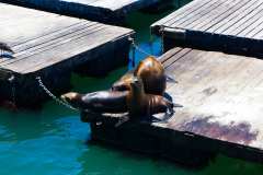 2019-07-23-San-Francisco-06-Pier-39-Seals