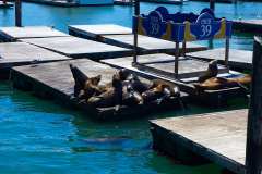 2019-07-23-San-Francisco-07-Pier-39-Seals