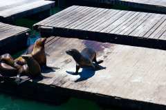 2019-07-23-San-Francisco-09-Pier-39-Seals