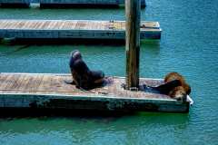 2019-07-23-San-Francisco-11-Pier-39-Seals