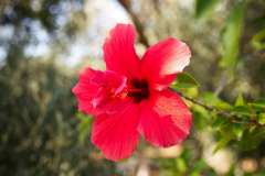 2019-10-29-Red-Flower