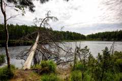 2021-07-05-Tyresta-nationalpark-03