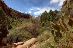 2022-04-12-Zion-NP-11