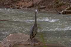 2022-04-12-Zion-NP-18