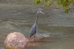 2022-04-12-Zion-NP-19