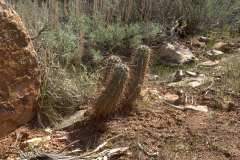 2022-04-12-Zion-NP-21