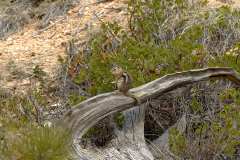 2022-04-14-Bryce-Canyon-08