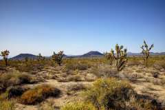 2022-04-20-Mojave-Dessert-09