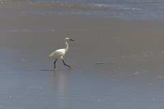 2022-04-21-Santa-Monica-07