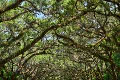 2024-06-26-Savannah-GA-53
