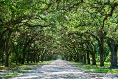 2024-06-26-Savannah-GA-55