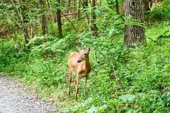 2024-07-03-Shenandoah-NP-VA-21