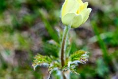 2025-05-25-Seiser-Alm-002-WebExport-2400px