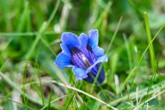 2025-05-25-Seiser-Alm-004-WebExport-2400px