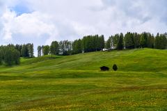 2025-05-26-Seiser-Alm-032-WebExport-2400px