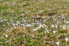 2025-05-29-Seiser-Alm-010-WebExport-2400px