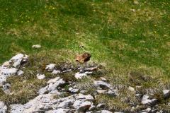 2025-05-30-Seiser-Alm-007-WebExport-2400px
