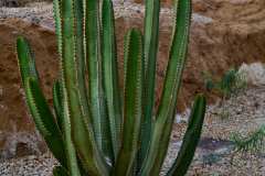 2026-02-20-Abades-003