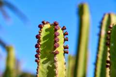 2026-02-21-Abades-055