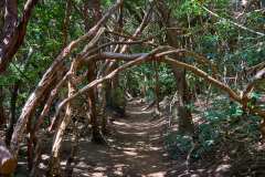 2026-02-22-Anaga-Gebirge-002