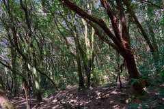 2026-02-22-Anaga-Gebirge-004