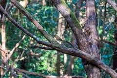 2026-02-22-Anaga-Gebirge-009