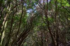 2026-02-22-Anaga-Gebirge-011