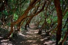 2026-02-22-Anaga-Gebirge-012